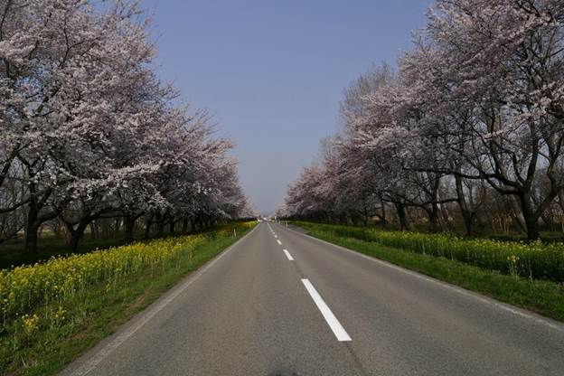 桜と菜の花ロード
